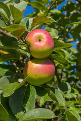 Two ripe apples on a branch in a garden