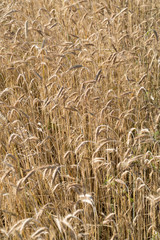 golden wheat in a farm field