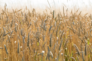 golden wheat in a farm field