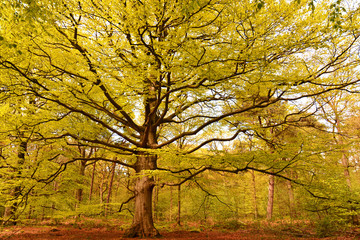 Background of Yellow, orange, red Fall autumn tree in the forest woods