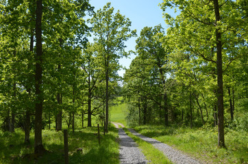 Gravel road through green forest in Swedish countryside