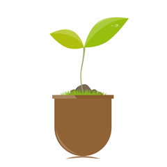 Flower pot with plant