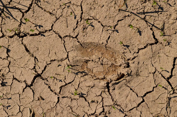 Cow hoof print in dry crackled mud