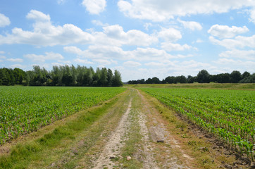 Old trail through rows of young maize seedlings