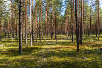 northern coniferous forest