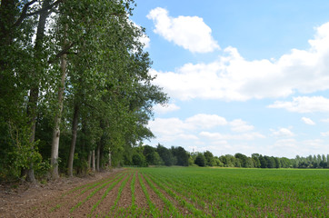 Fototapeta na wymiar Rows of young maize seedlings next to row of poplars