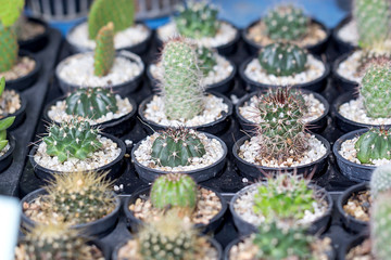 cactus closeup