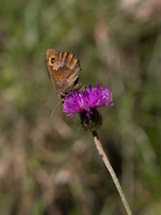 Butterfly on a wild flower