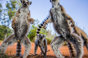 Ring-tailed lemur. Madagascar. Funny picture.