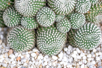 cactus closeup