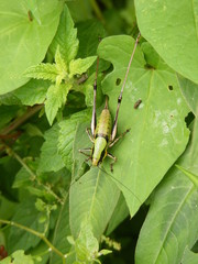 Cavalletta verde (eupholidoptera chabrieri)