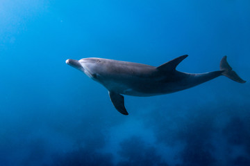 Dolfijn die omhoog kijkt