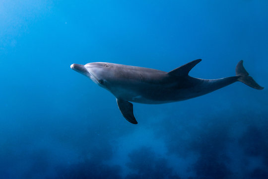 Dolphin Looking Up