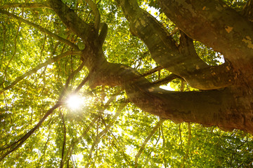 Fototapeta premium Baum Sonne Lichtstrahlen