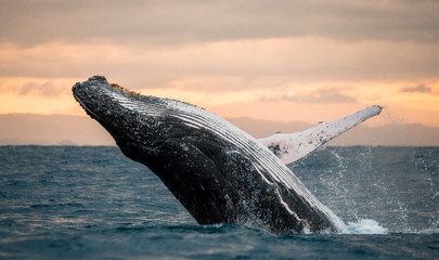 Jumping humpback whale over water. Madagascar. At sunset. Waters of the island of St. Mary. - obrazy, fototapety, plakaty