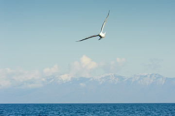 Fototapeta na wymiar A Seagull flying over the lake