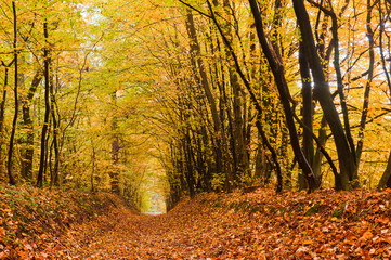 Fototapeta premium Path covered with foliage in autumn forest