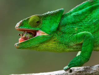 Photo sur Plexiglas Caméléon Chameleon closeup. Madagascar.