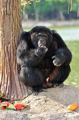 chimpanzee