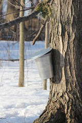 Sap bucket gathering sap drippings from tapped maple tree to make maple syrup