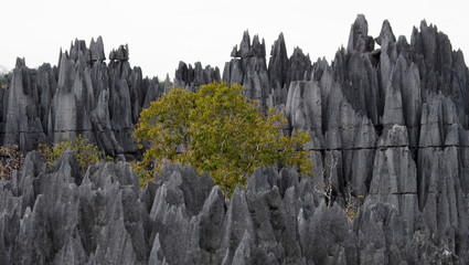 Detail of Stone Forest. Madagascar. Tsingy de Bemaraha