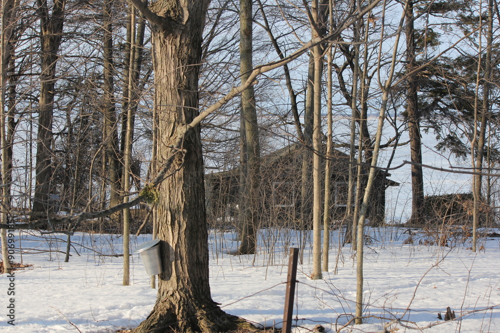 Canvas Prints sap bucket gathering sap drippings from tapped maple tree to make maple syrup