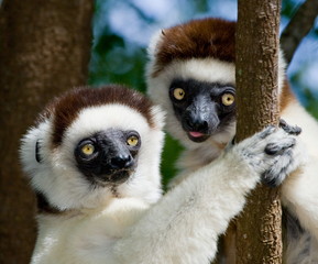 Portrait of dancing lemur Sifaka, Madagascar.