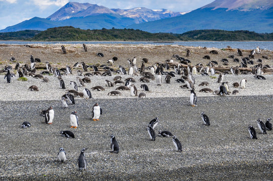 Penguins, Beagle Channel, Ushuaia, Argentina