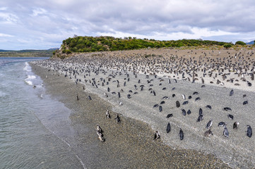 Fototapeta premium Island of Penguins, Beagle Channel, Ushuaia, Argentina