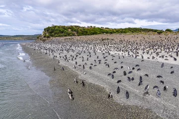 Poster Island of Penguins, Beagle Channel, Ushuaia, Argentina © kovgabor79