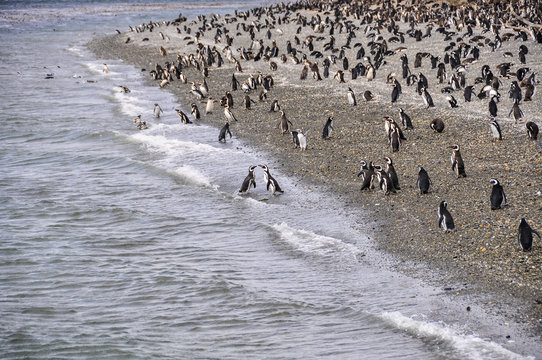 Penguin Colony, Beagle Channel, Ushuaia, Argentina