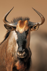 Blue wildebeest portrait - obrazy, fototapety, plakaty