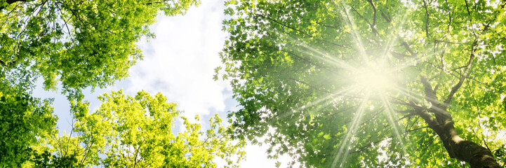 Les rayons chauds du soleil traversent les cimes des arbres au printemps - bannière