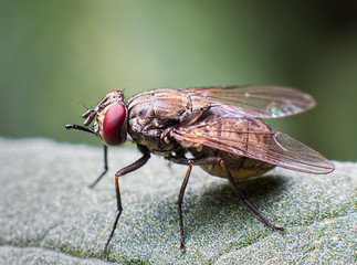Fly close up