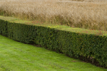 privet hedge