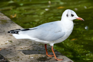 Common Gull near lake