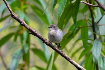 Oiseau blanc, Réunion