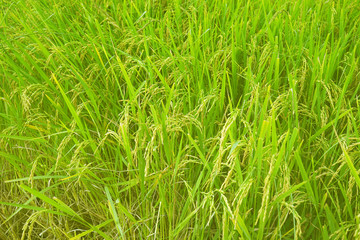Obraz premium golden rice field