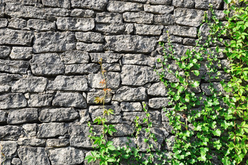 Gray stone wall and Ivy