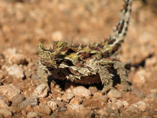 Thorny devil, Australia
