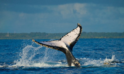 Humpback whale tail above the water. Madagascar.