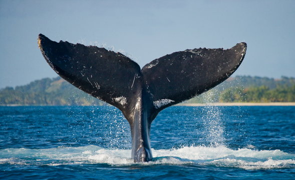 Humpback whale tail above the water. Madagascar. Waters of the island of St. Mary.