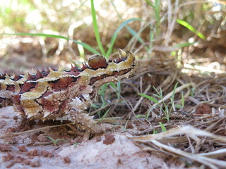 Thorny devil, Australia