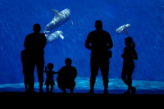 Dolphin and family silhouette