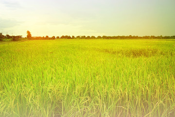 rice field on sun light