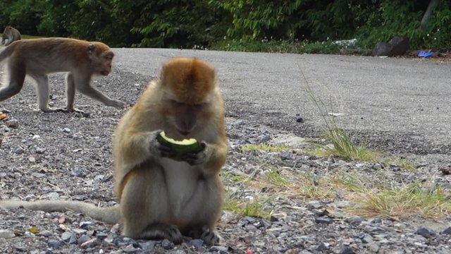 Monkey eating a watermelon in Songkhla, Thailand, Asia