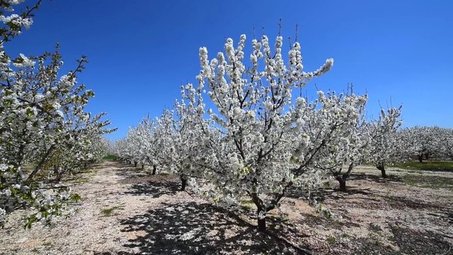 Cherry Blossom, Landscape in Spring, Apulia, Italy