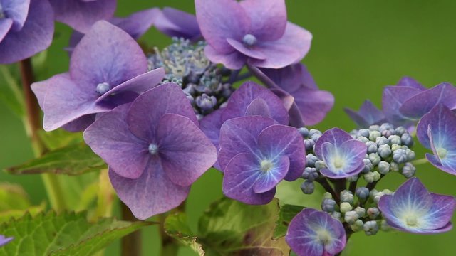 Blue hydrangea blooming in the garden, HD footage