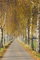 Fototapeta na wymiar Birkenallee im Herbst