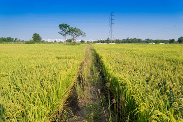 Rice spike in rice field